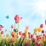Flower Delivery Dubai: The Freshest Way to Order Flowers Online from The Flower Shop