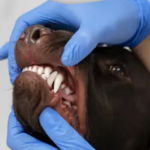 Emergency Vet Dubai & Pet Dental Care in Dubai: Signs, Treatments, and When to Seek Help