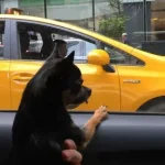 Pet Taxi Express Safe and Stress-Free Pet Travel