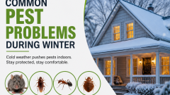 Common Pest Problems During Winter