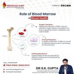 White Blood Cells and Their Role in Fighting Infections