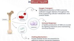 White Blood Cells and Their Role in Fighting Infections